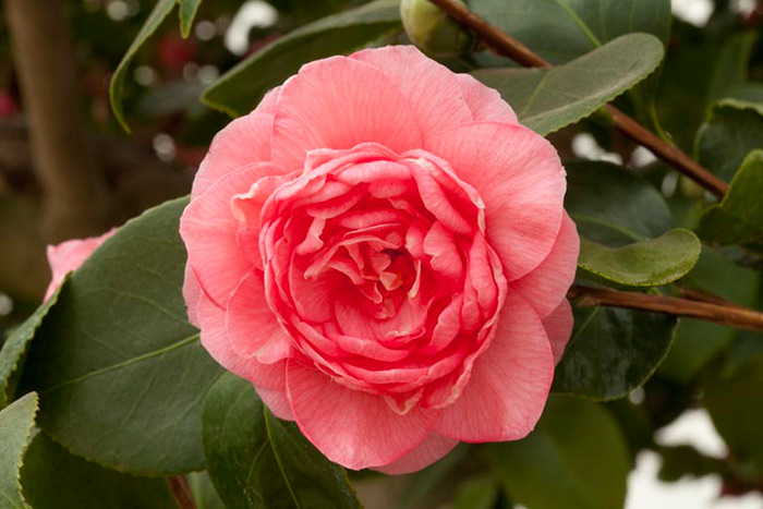 Camellia japonica 'Middlemist's Red'. Image via Chiswick House and Gardens 