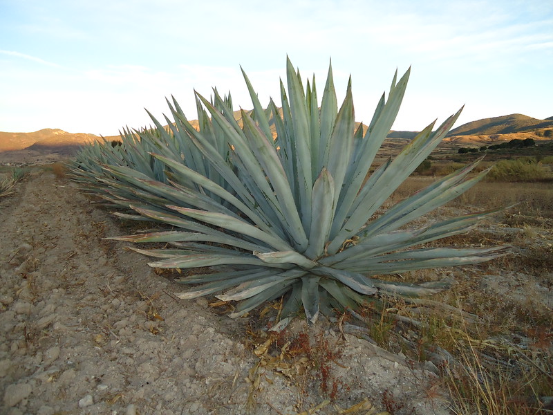 agave for mezcal production oaxaca