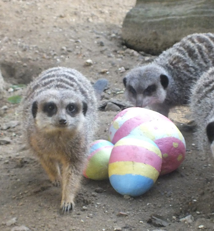 Meerkats with Easter eggs
