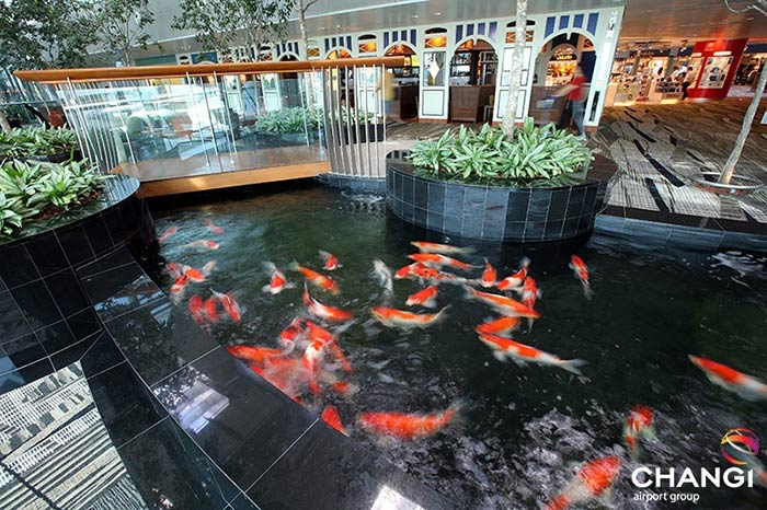 Nature & Gardens Terminal 3 Transit - Koi Pond