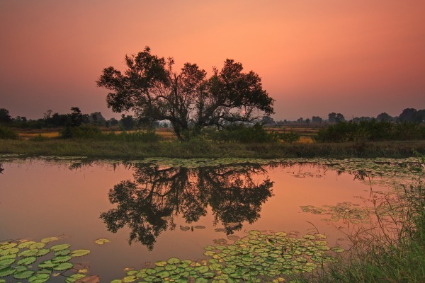 The Jungle Book, India, Madhya Pradesh, Kanha, national park, wildlife, sanctuary, Disney, film, movie, tiger