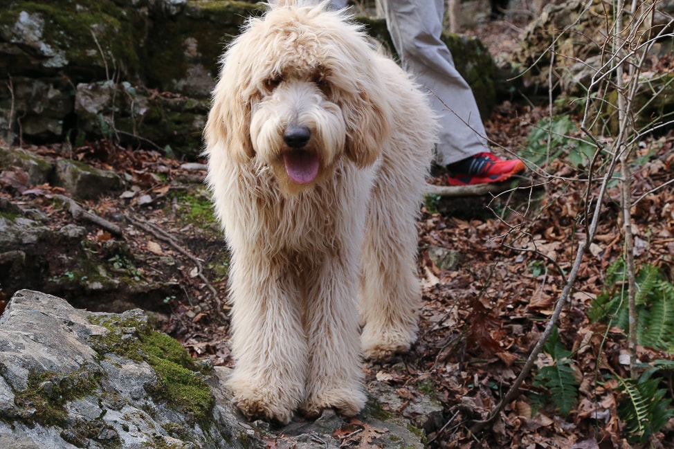 Hiking with Dogs in Tennessee