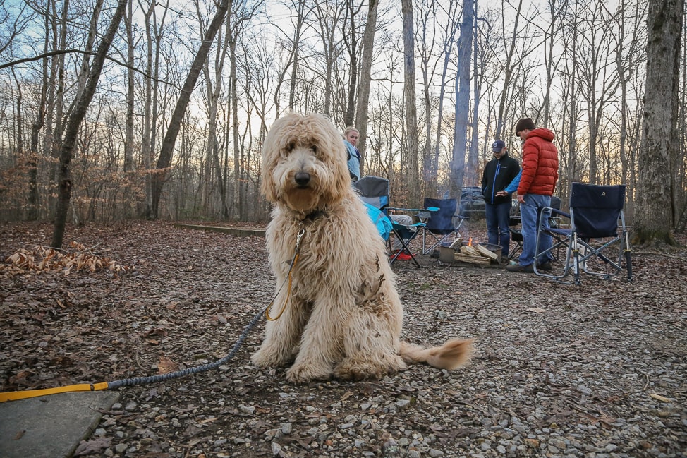 Hiking with Dogs in Tennessee