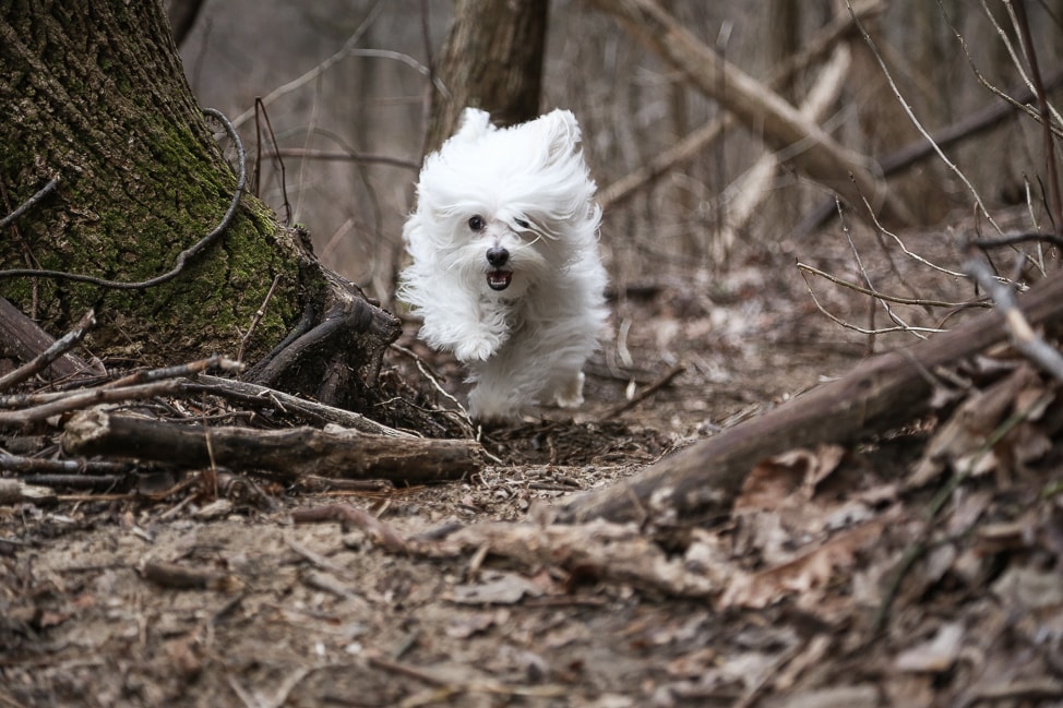 Hiking with Dogs in Tennessee