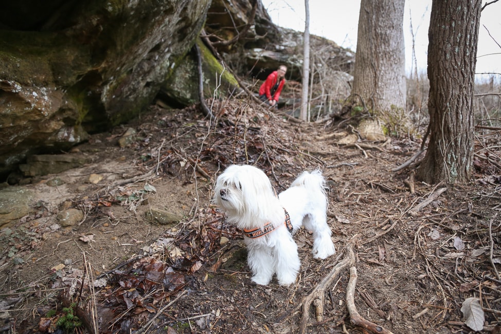 Hiking with Dogs in Tennessee