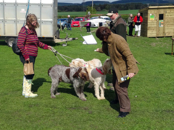 Wooler-Rachel-dogs