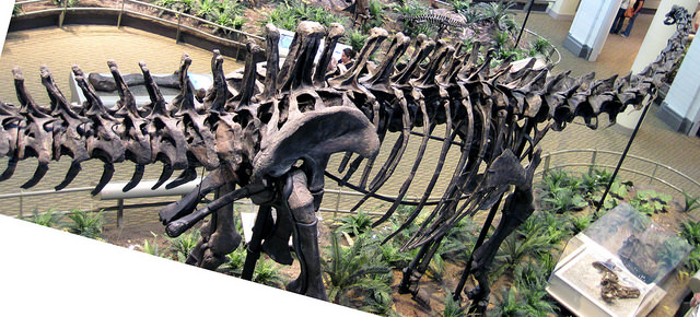 Diplodocus carnegii sauropod dinosaur (Morrison Formation, Upper Jurassic; Sheep Creek, Albany County, southeastern Wyoming, USA) 1