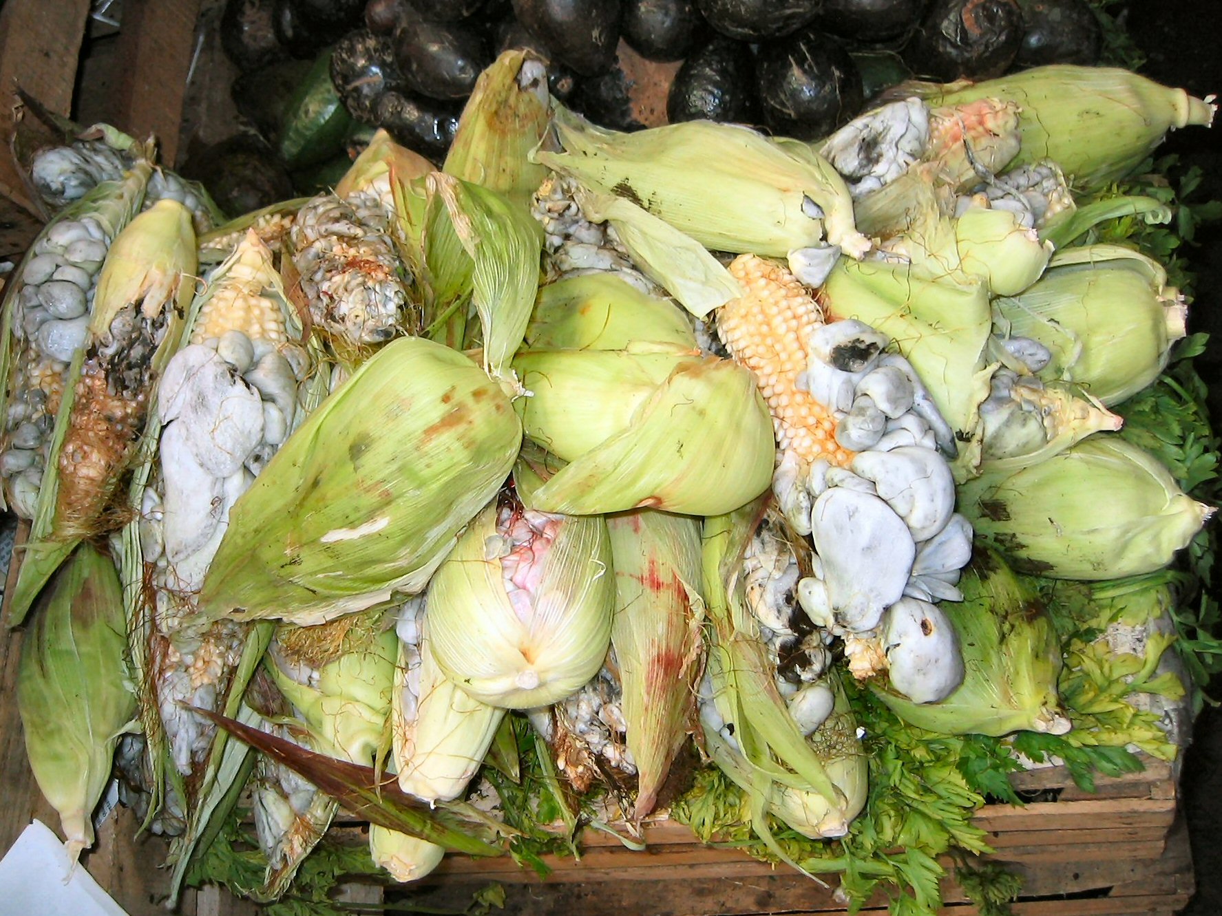 Huitlacoche