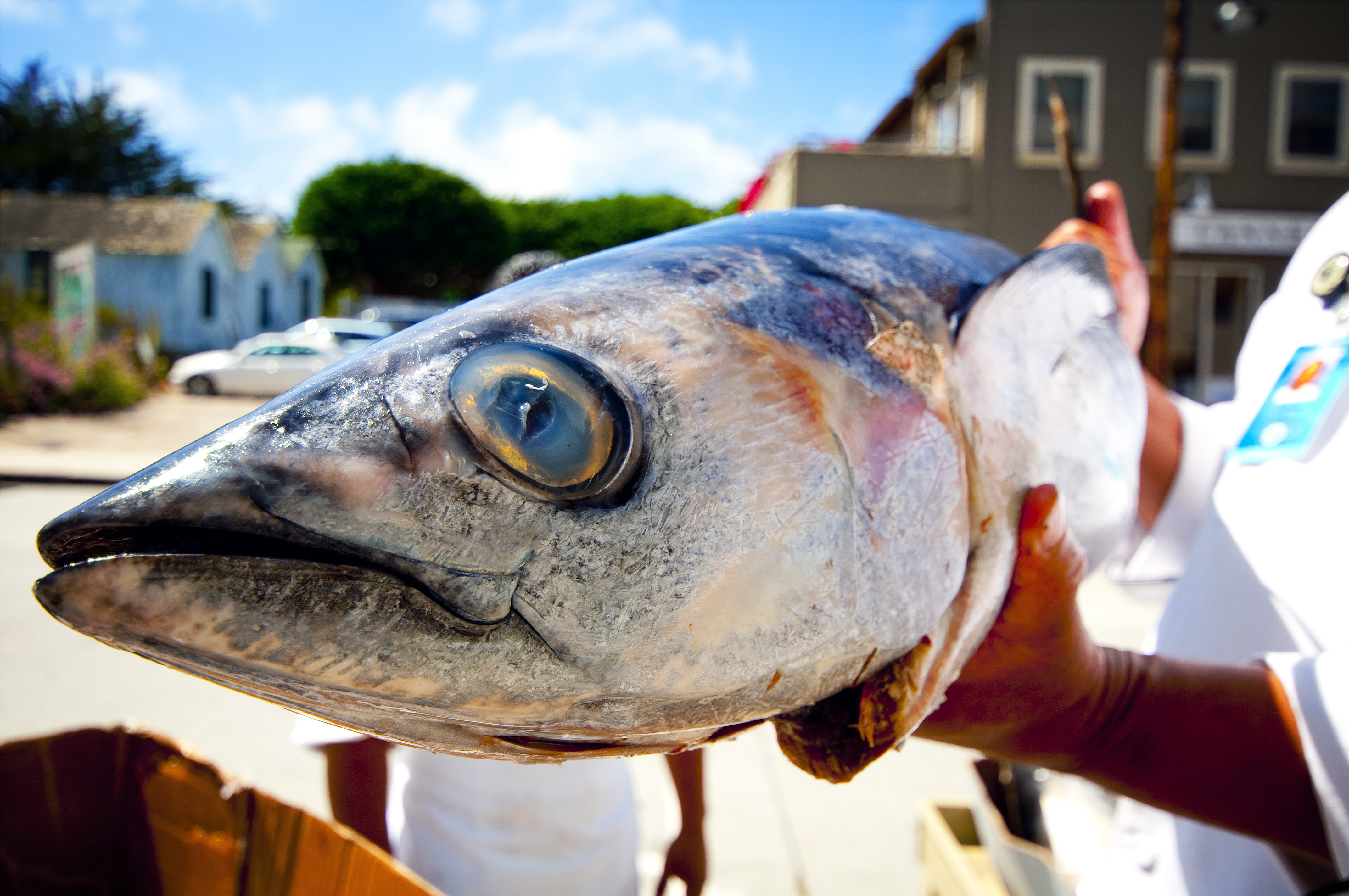 albacore tuna