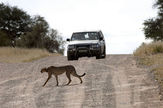 Cheetah crossing, Kgalagadi Transfrontier Park, Northern Cape