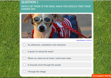 dream-lodge-dog-quiz-e1462985574318.png