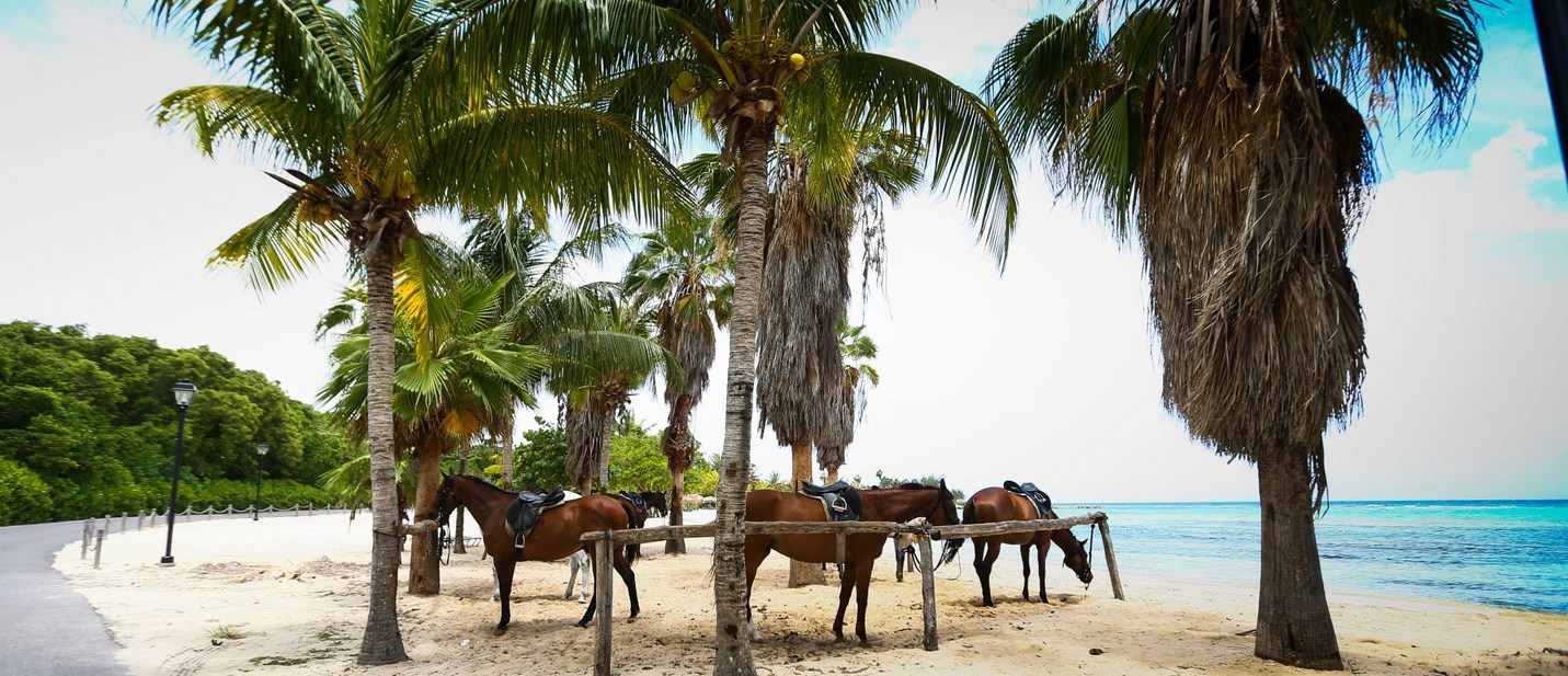 Horse Swimming in Jamaica