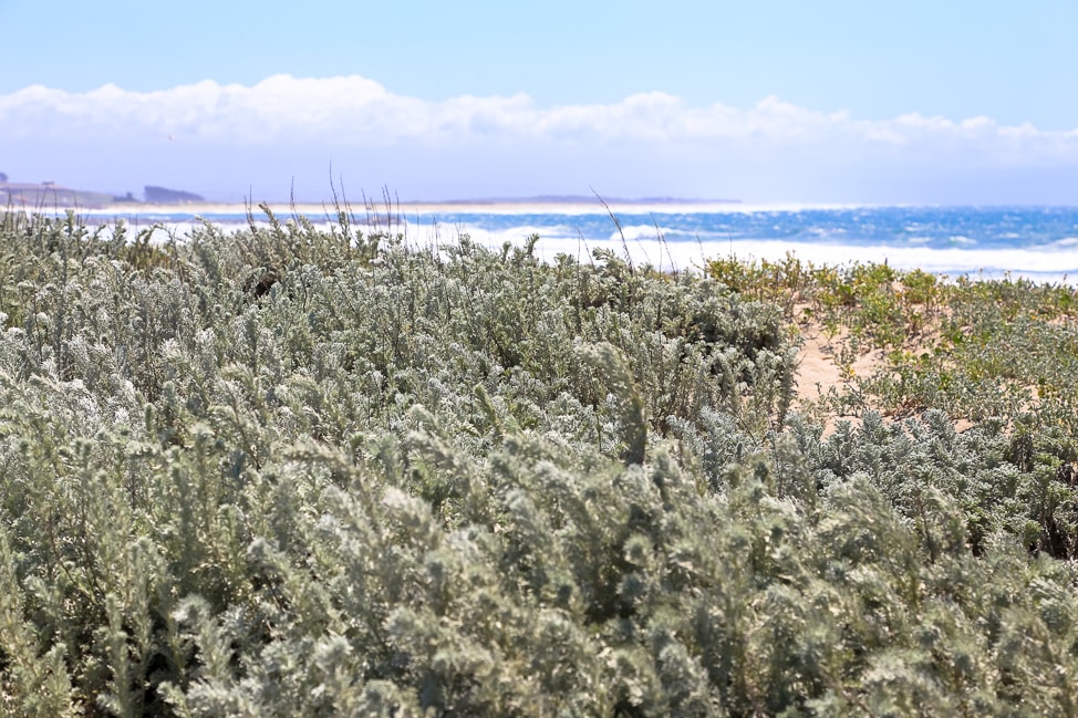 An Iconic Road Trip Down the Pacific Coast Highway