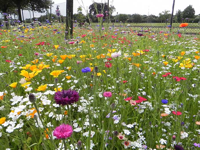 Wildflowers. Image by Heathrow Airports Limited