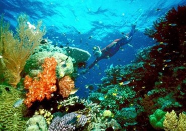 great-barrier-reef-reu-l-1.jpg