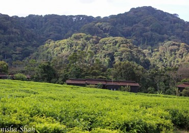 nyungwe_forest_lodge_in_-20000000008318292-1024x768.jpg