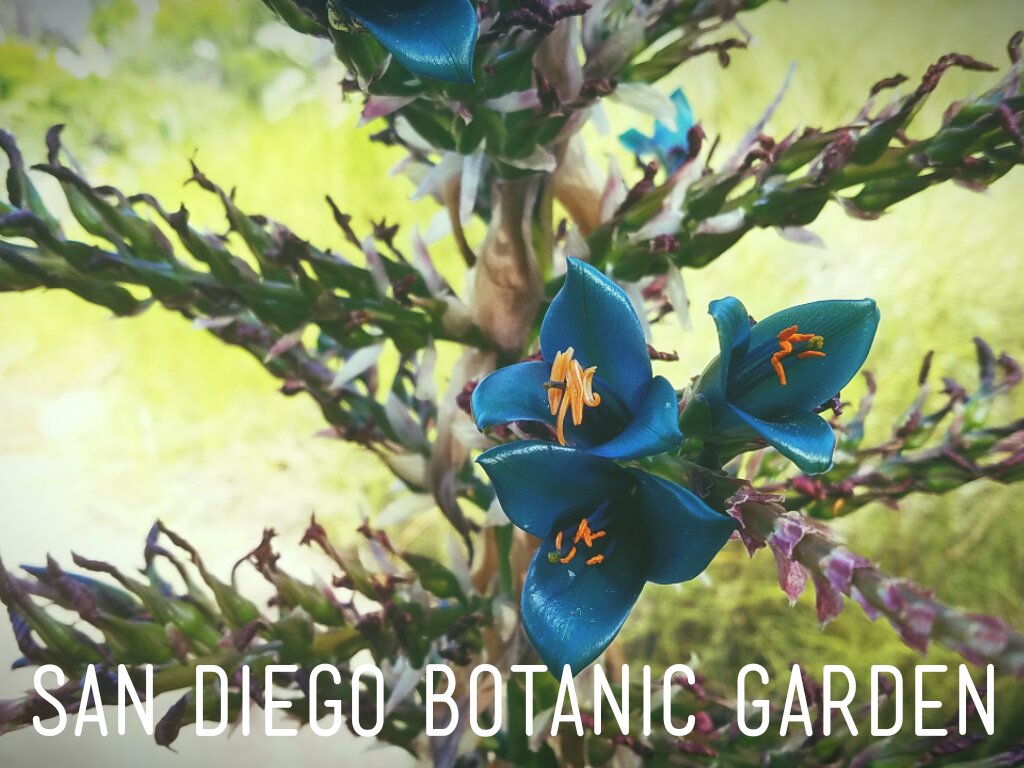 San Diego Botanic Garden, California | By: Becky Mahan