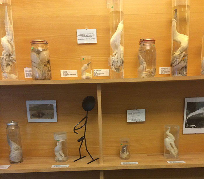 Icelandic Phallological Museum