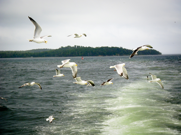 searbirds nova scotia