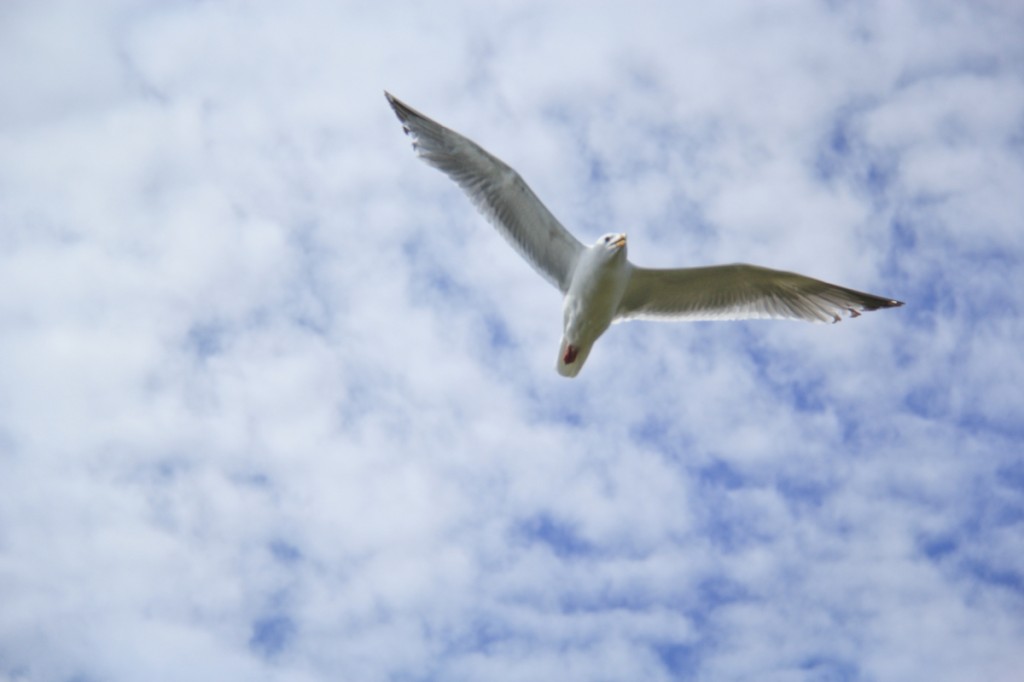 white-herring-gull-1