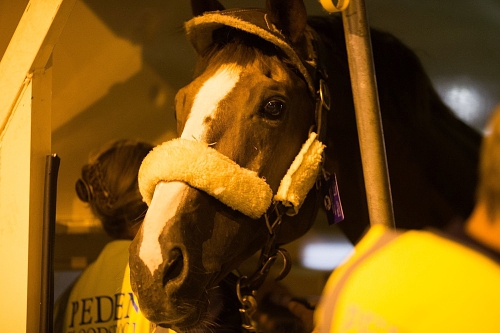Touchdown! The first Olympic horses flew into Rio de Janeiro just before midnight on 30 July before being transferred, complete with Federal Highway police escort, to their athletes&apos; village, the new-build stables at the Olympic Equestrian Venue in the Deodoro Olympic Park.Credits for the photo: Rio 2016 / Gabriel Nascimento (PRNewsFoto/Federation Equestre Intl)
