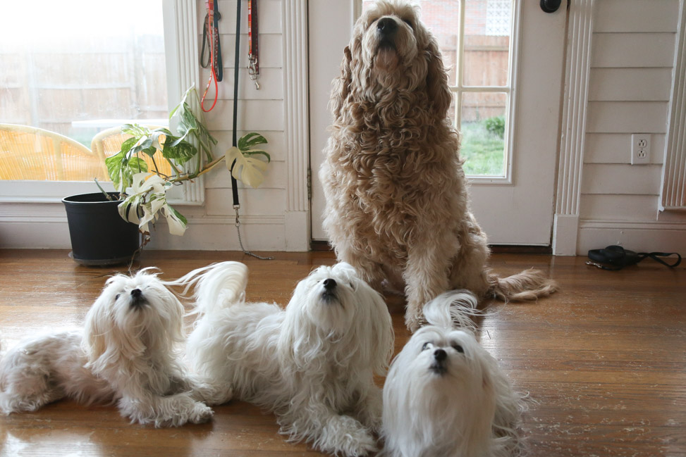 Goldendoodle + Malteses