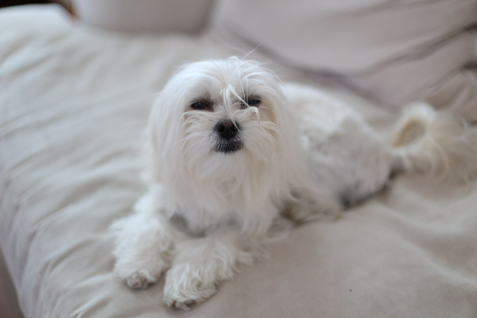 Maltese in Tennessee