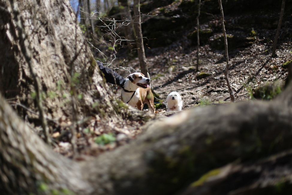 Old Stone Fort: Hiking with Dogs in Tennessee