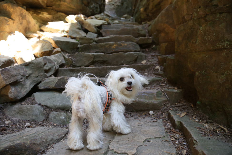 Old Stone Fort: Hiking with Dogs in Tennessee