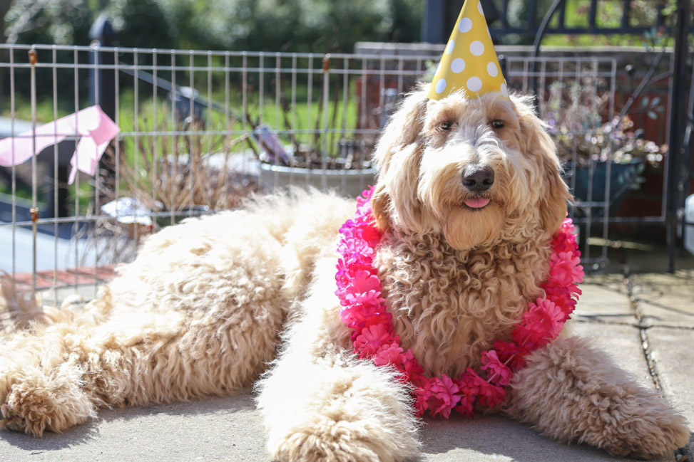 Goldendoodle in Tennessee