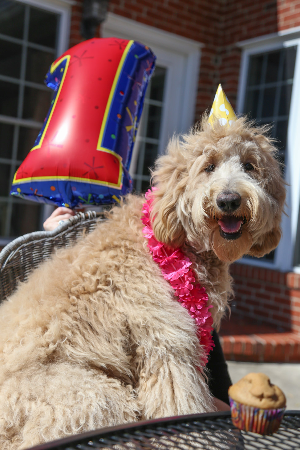 Goldendoodle in Tennessee