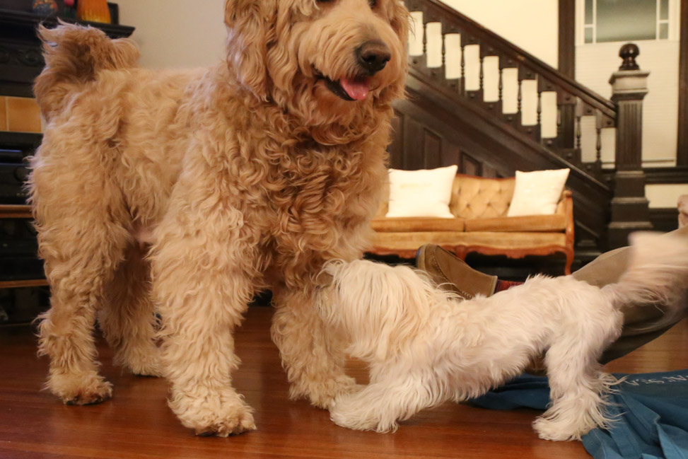 Goldendoodle + Maltese