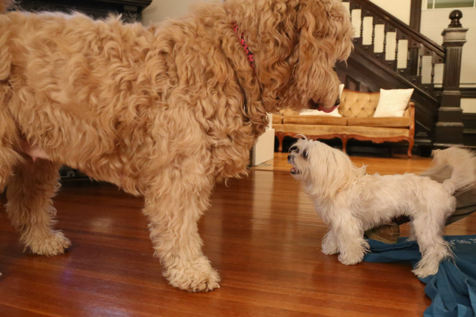 Goldendoodle + Maltese