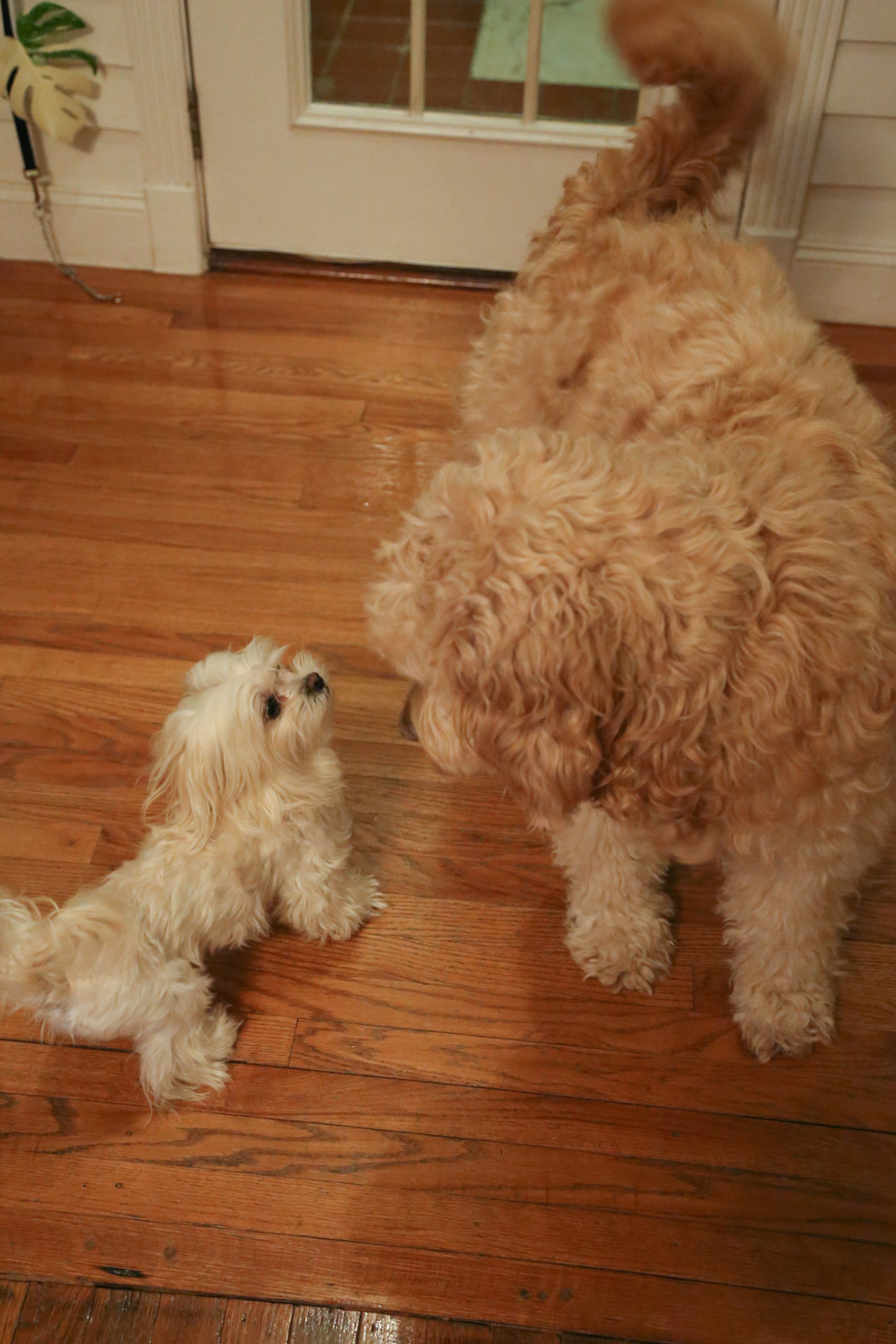 Goldendoodle + Maltese