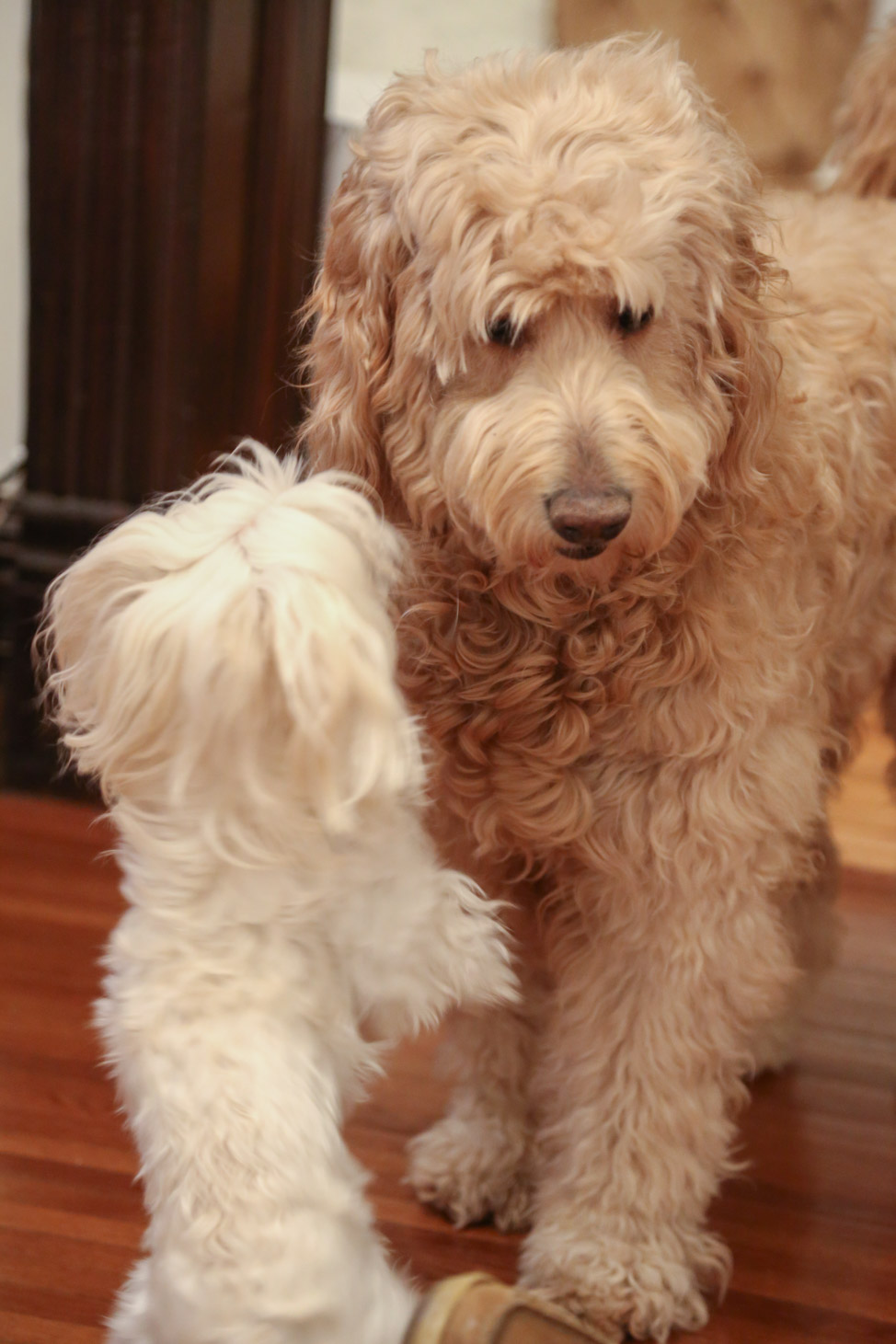 Goldendoodle + Maltese