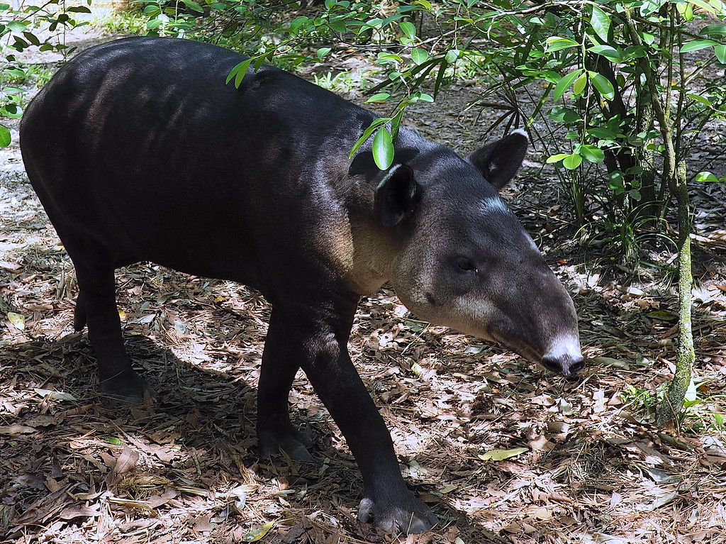 tapir belize