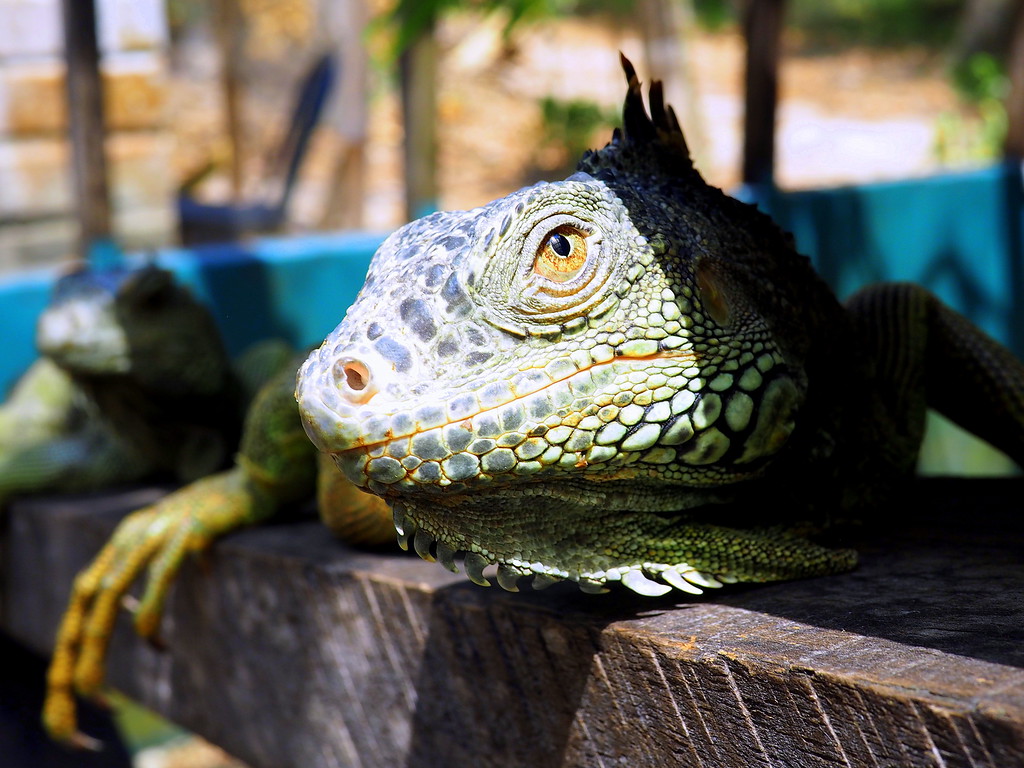 iguana belize