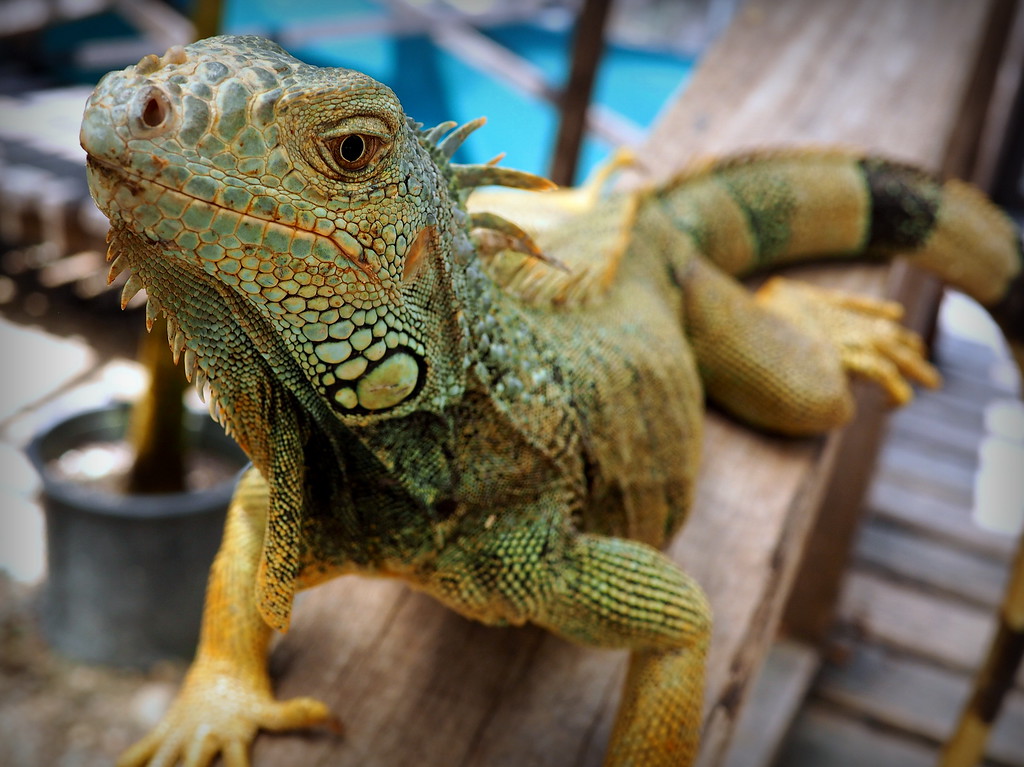 iguana belize