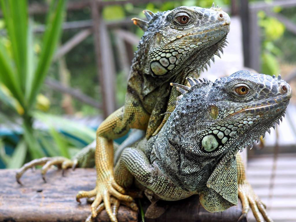 iguana sanctuary in belize