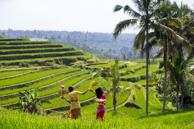 spectacular-rice-fields-of-bali