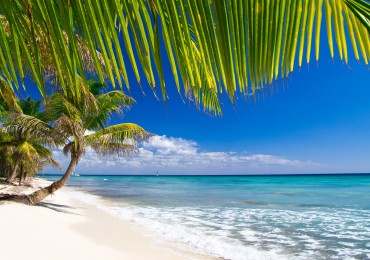 Caribbean Beach and Palm tree  .Paradise. Vacation and Tourism concept.