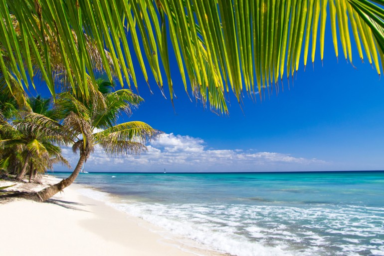 Caribbean Beach and Palm tree  .Paradise. Vacation and Tourism concept.