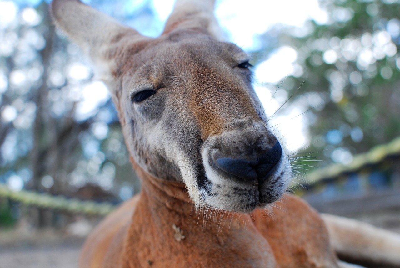 Kangaroo-Australia