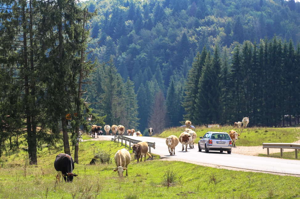 Romania Travel: Visiting Dracula's Castle