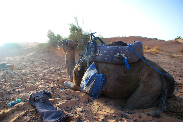 camel-in-the-desert