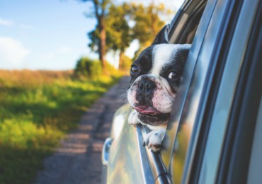 how-to-travel-with-dog-to-canada-w1500-1024x683.jpg