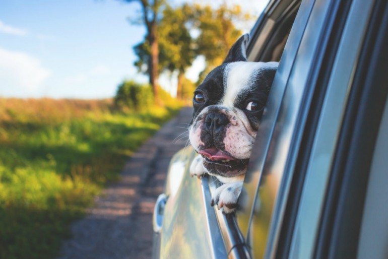 how-to-travel-with-dog-to-canada-w1500-1024x683.jpg