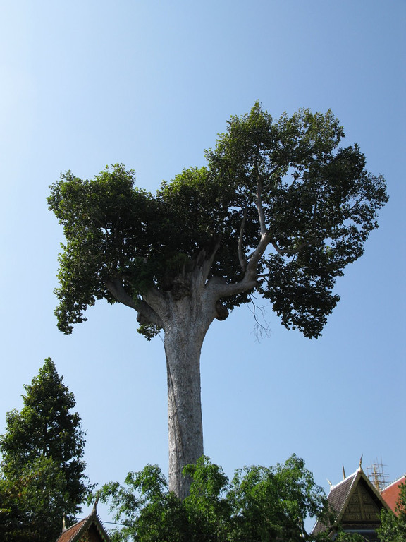 Wat Chedi Luang tree