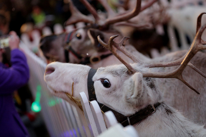 Reindeer's at the Marylebone Christmas Lights 2014