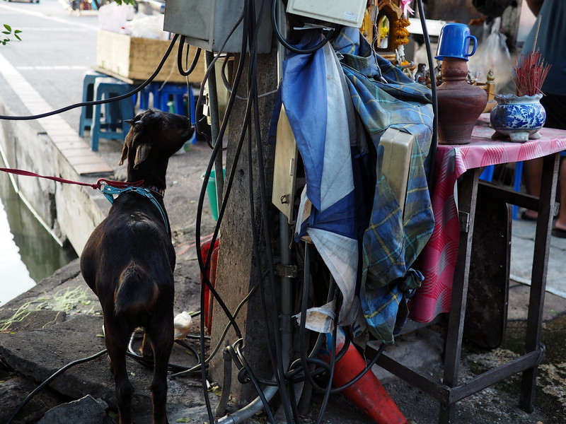 Pet goat in Chiang Mai